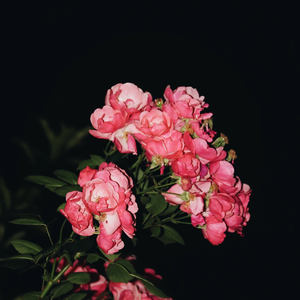 丁香花电影高清免费播放第7季
